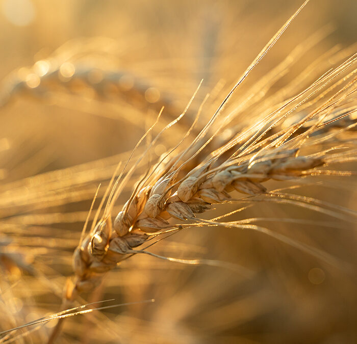 Comisia Europeană preconizează o creștere cu 10 % a producției de cereale în 2025